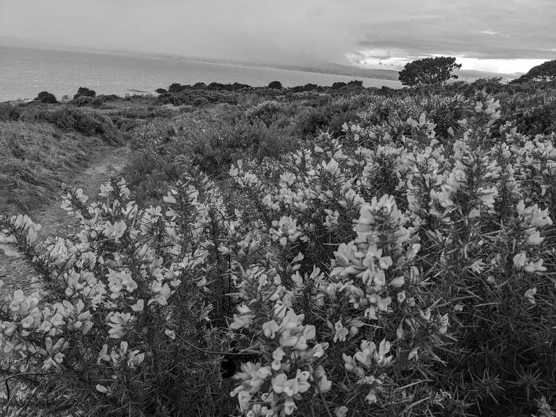 Gorse in the foreground, a barely noticeable microphone hanging in it. In the background a path heads down slope towards the shore. Water visible in the distance.